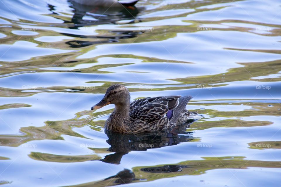 duck on the water
