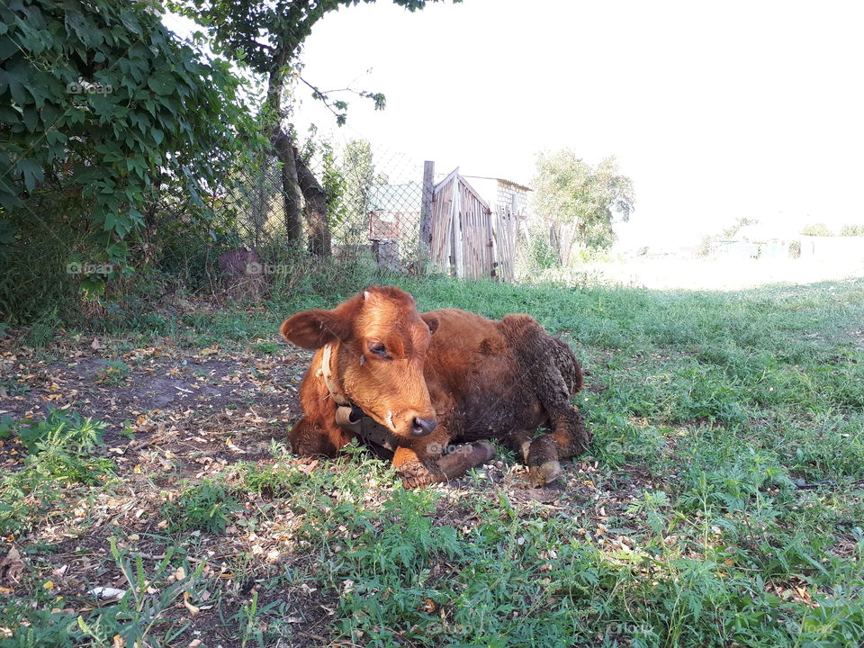 Small brown calf alone