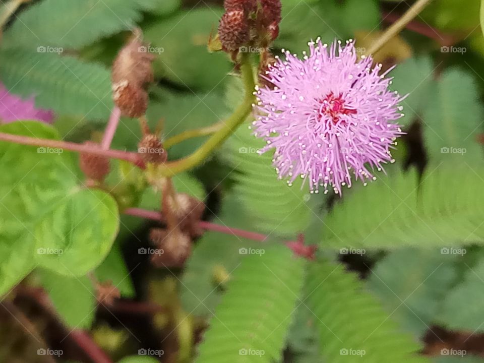pink mimosa pudica