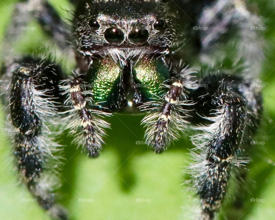 Jumping spider closeup 