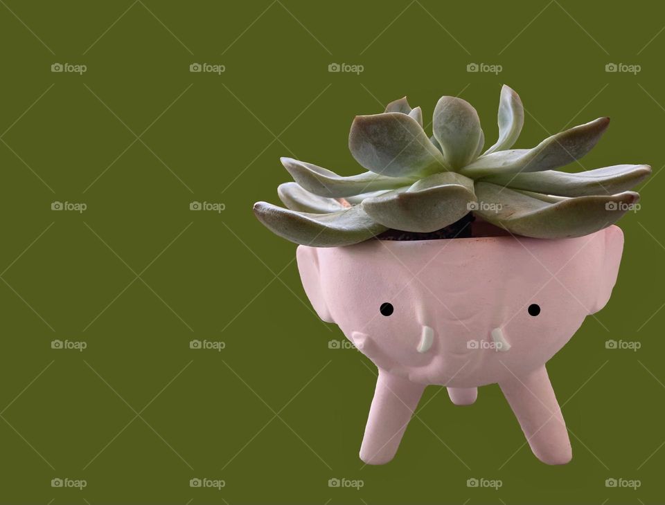 Backgrounds, copy space, succulents, potted plants, Echeveria in an elephant ceramic pot