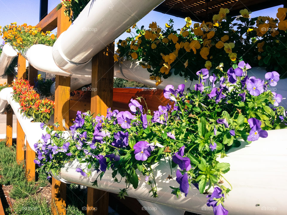 Scenic view of multicolored flowers