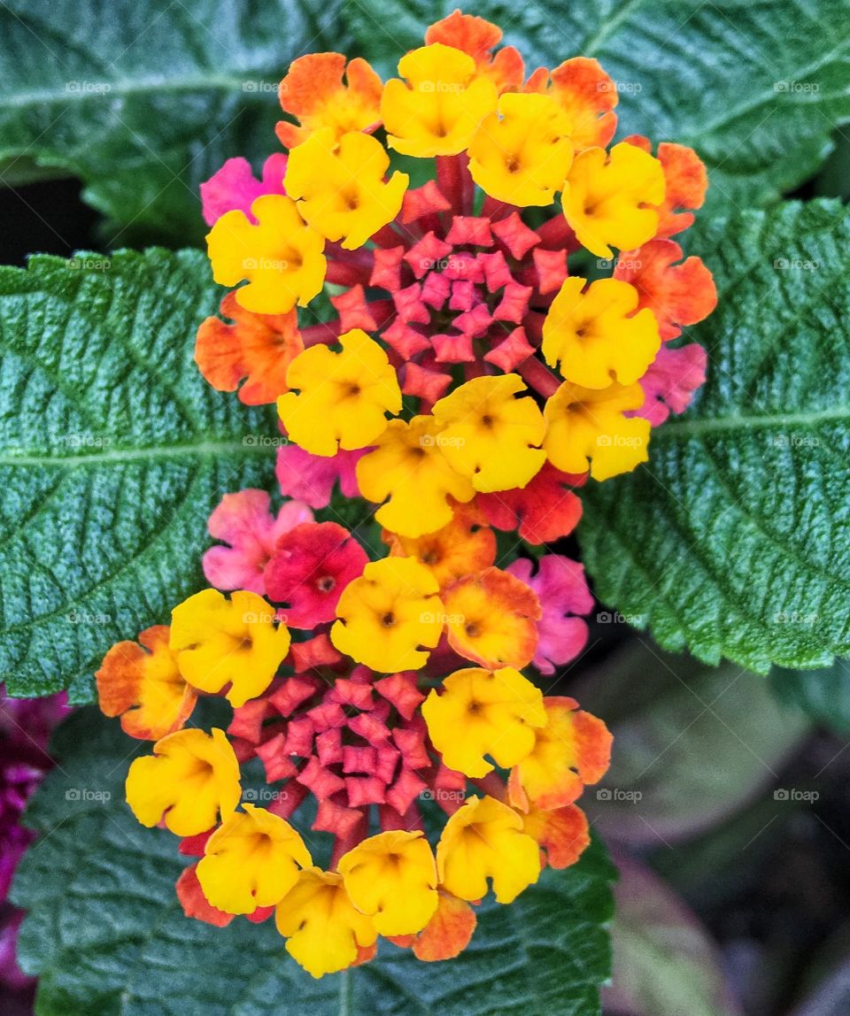 Close up of colorful flowers