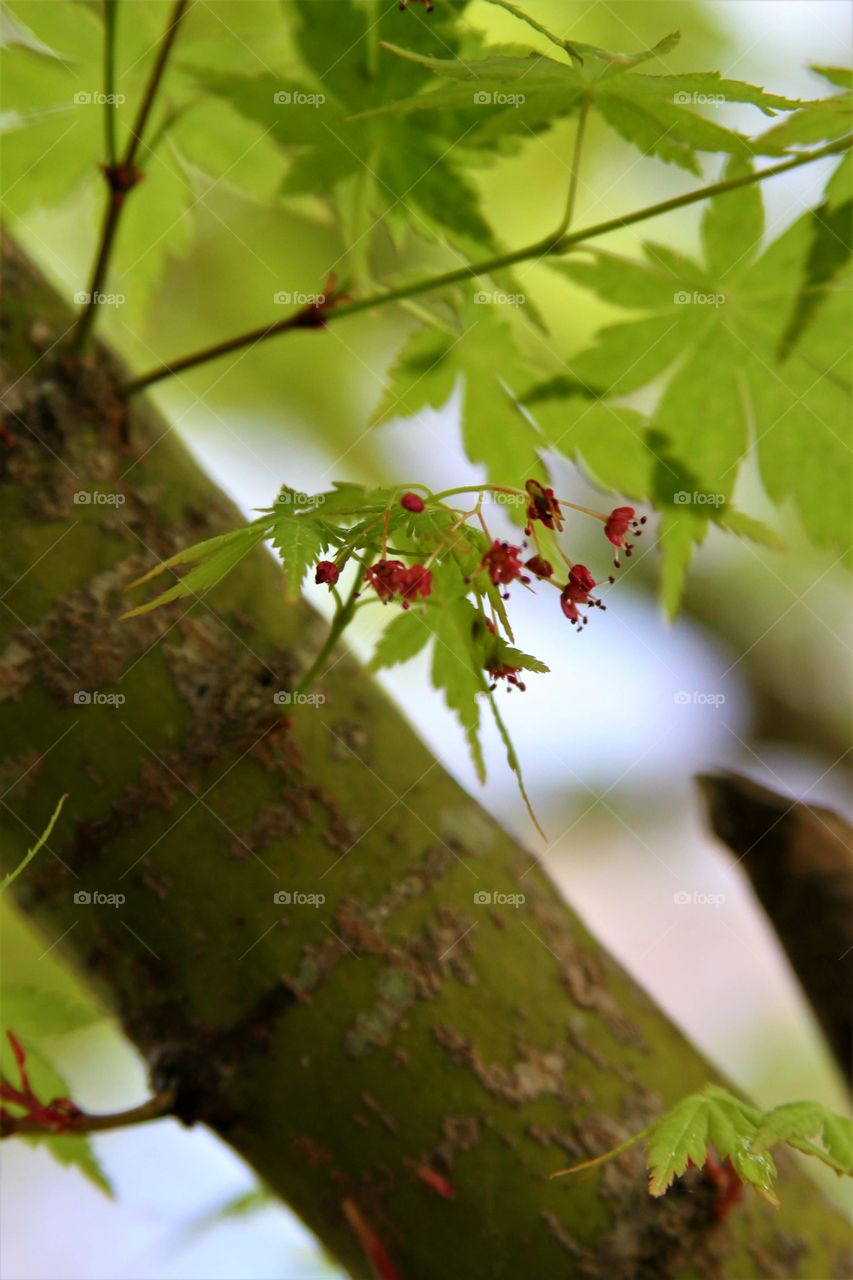 maple blooms in red on green.