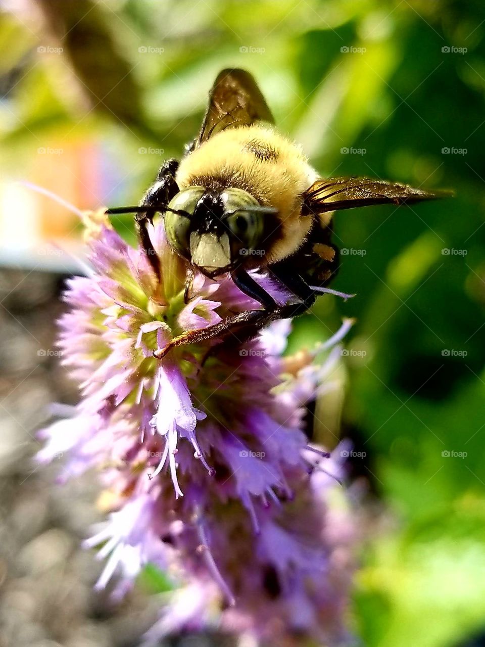 Bee hanging out