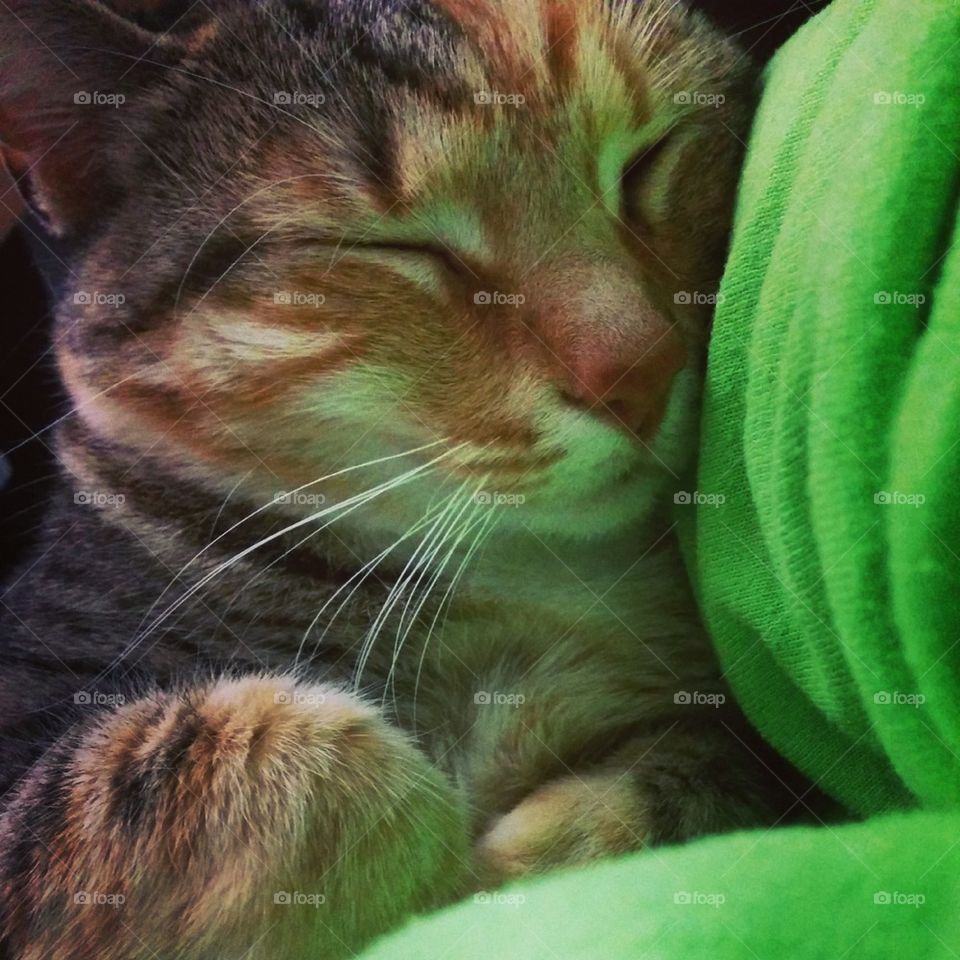 sleeping cat