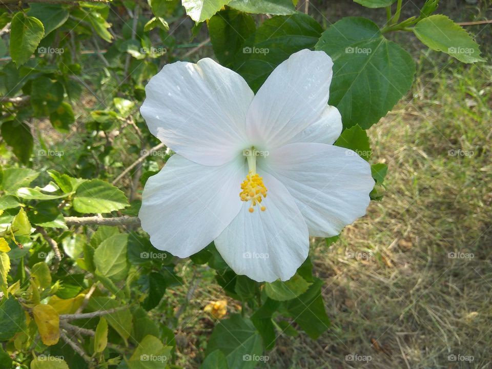 white color story, white flower