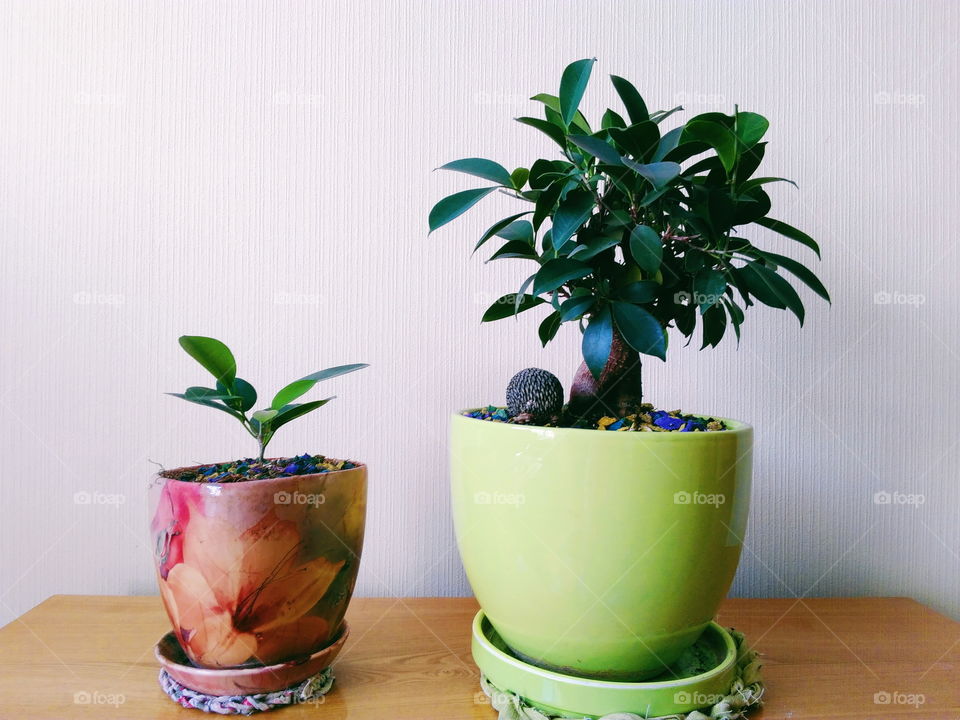 ficus plant brings joy