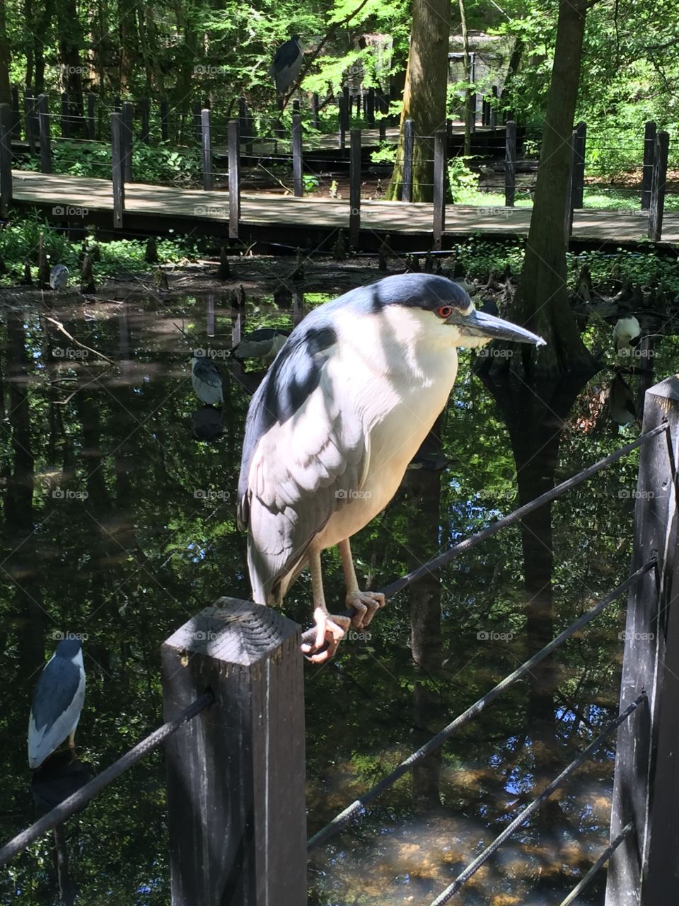 Close-up of bird