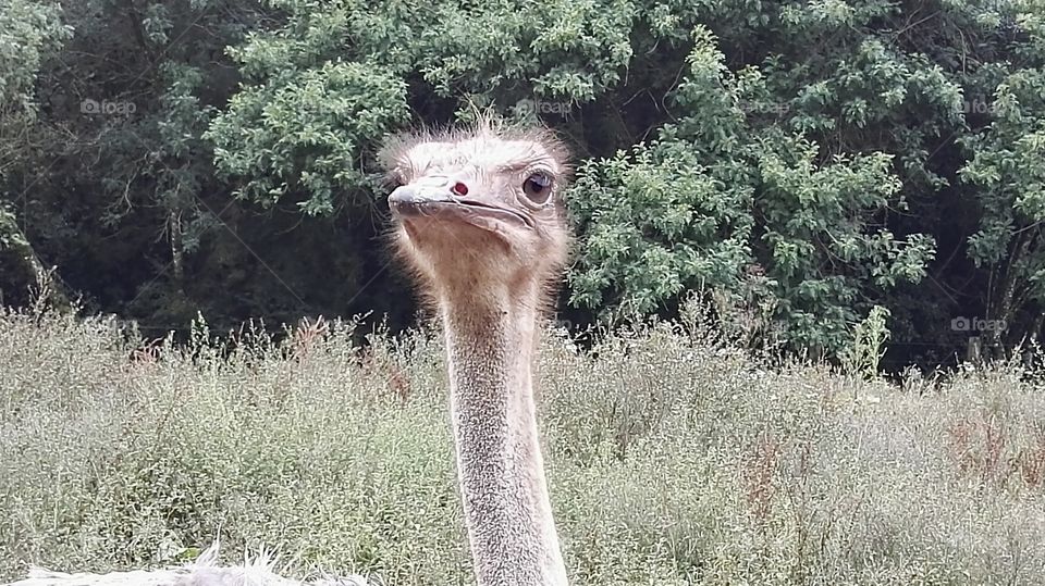 Close up ostrich 