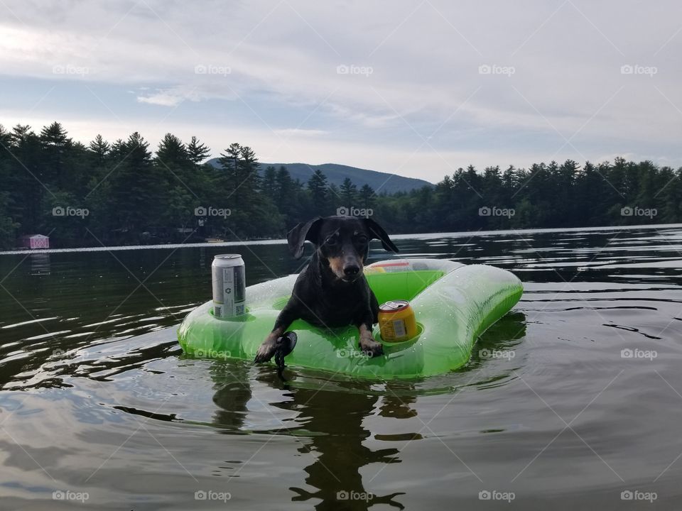 floating dachshund cooler