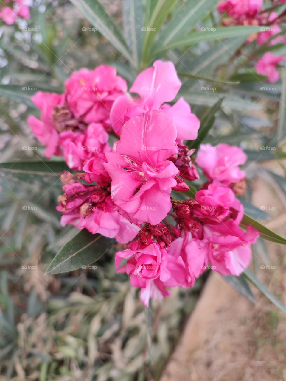 pink flowers