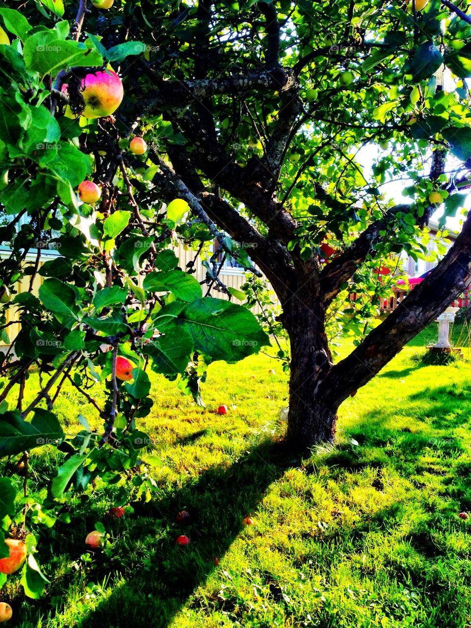 Shade under Appeltree