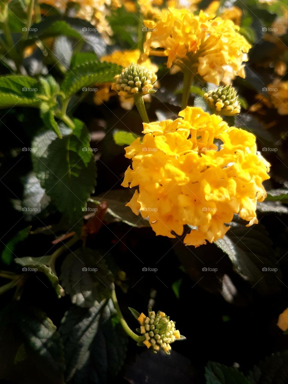 Bright yellow lantana flowers in full bloom, surrounded by lush green leaves under clear blue skies, captured in Casablanca on January 1, 2025.