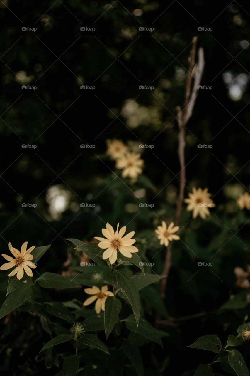 dark & moody flowers in the summer.