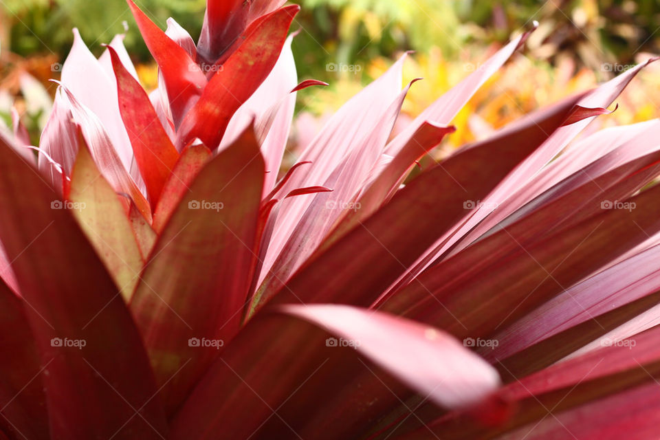 color leaves plant bright by lmtrent