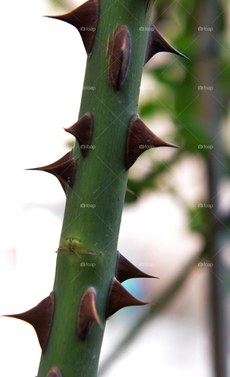 Tree. rose tree from garden
