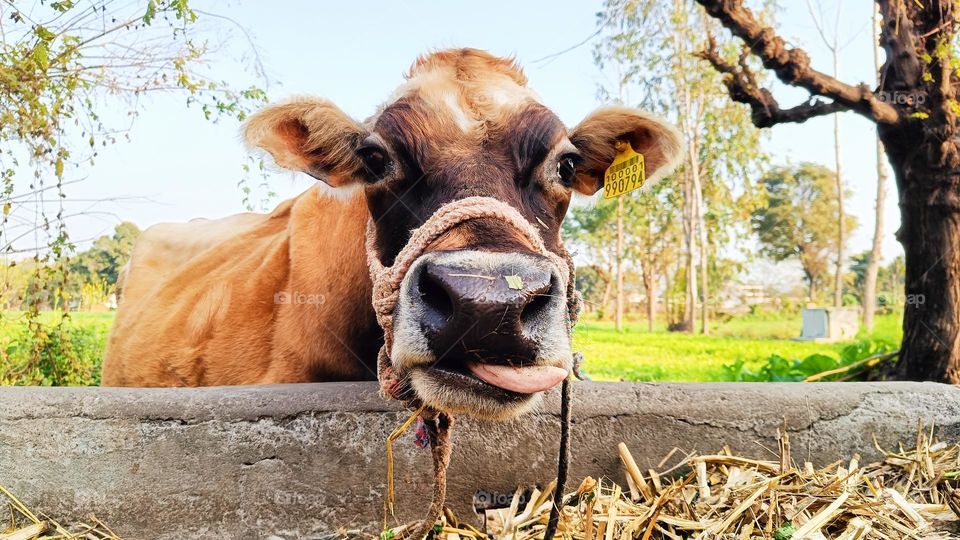 smile cow