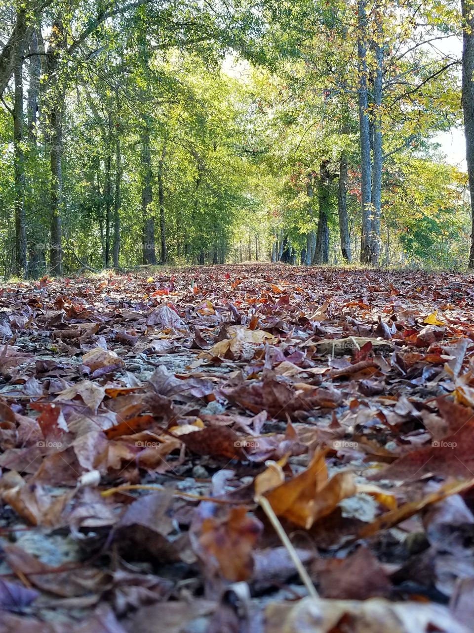 fall walk