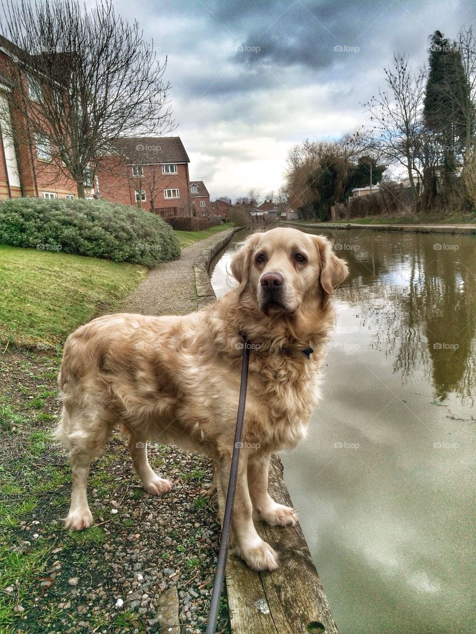 Nocas - Golden Retriever