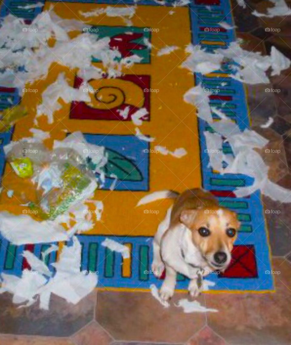 Toilet paper? What toilet paper?..... I came home from a long hard day at work only to find this!