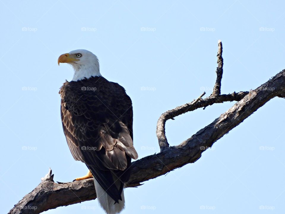 Birds & Bees - Nature in Motion - American Icon - Bald Eagle - Birds in action by analyzing their movements, vocalization, and even behavior. Birds steer mainly with their tails, and some use their wings for precise maneuvers.