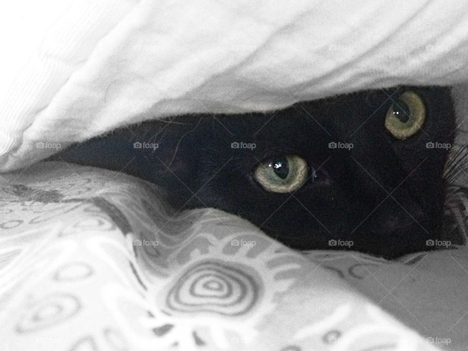 Gizzy Katt. Photo taken and edited with my iPhone 5