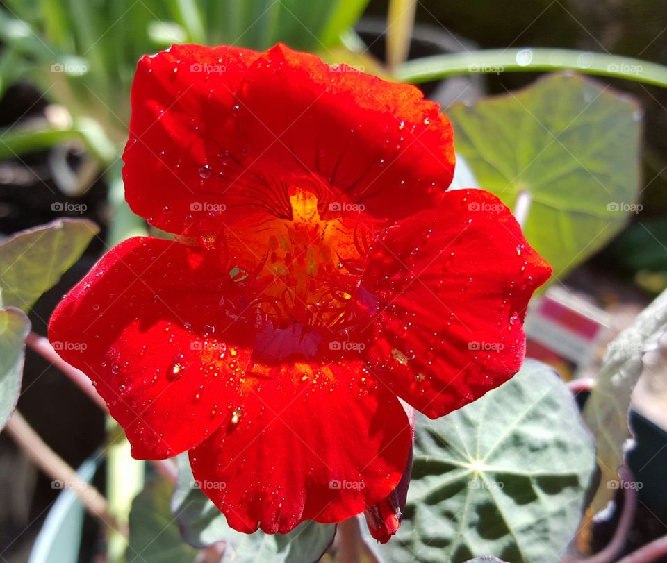 Red flower blooming at outdoors