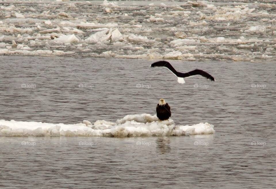 Bald eagle on ice being challenged by a smaller bird