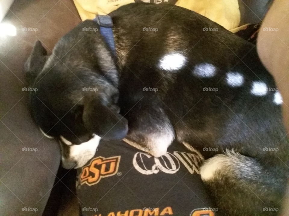 lazy dog sleeping on lap