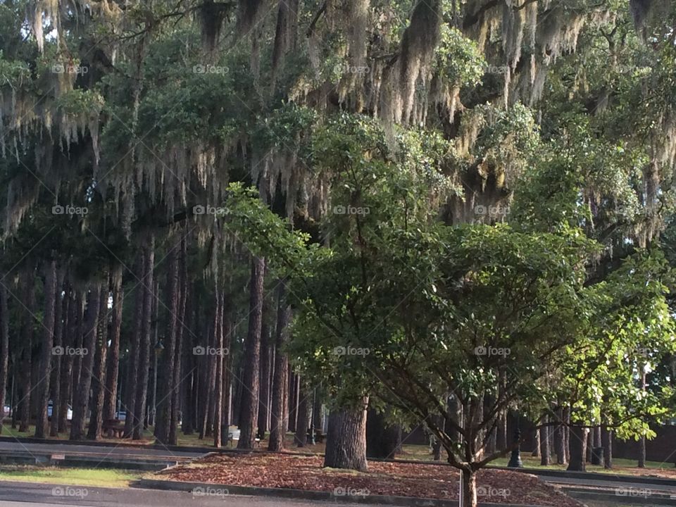 A stand of trees dripping with Spanish moss. 