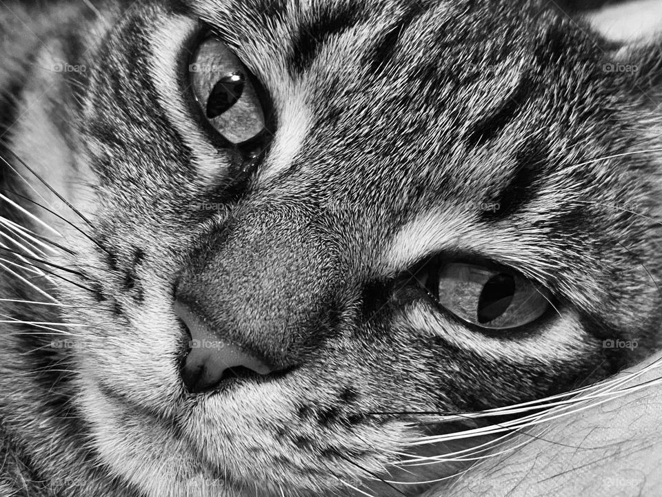 Close up of the face of a tabby cat