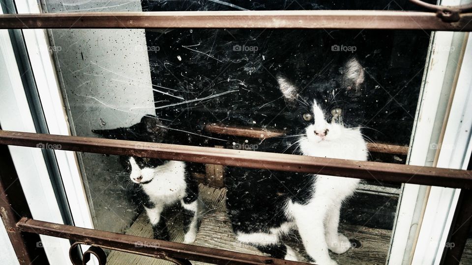 Two Kittens Looking Out The Window