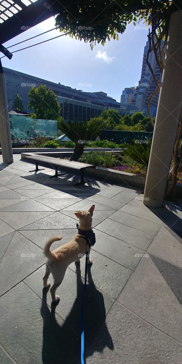 Small dog at Yerba Buena Gardens