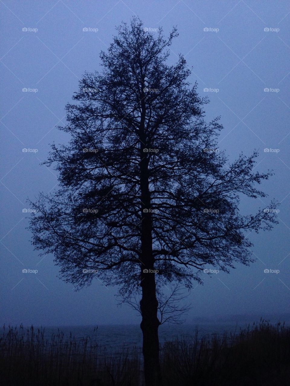 The silhouette of a tree