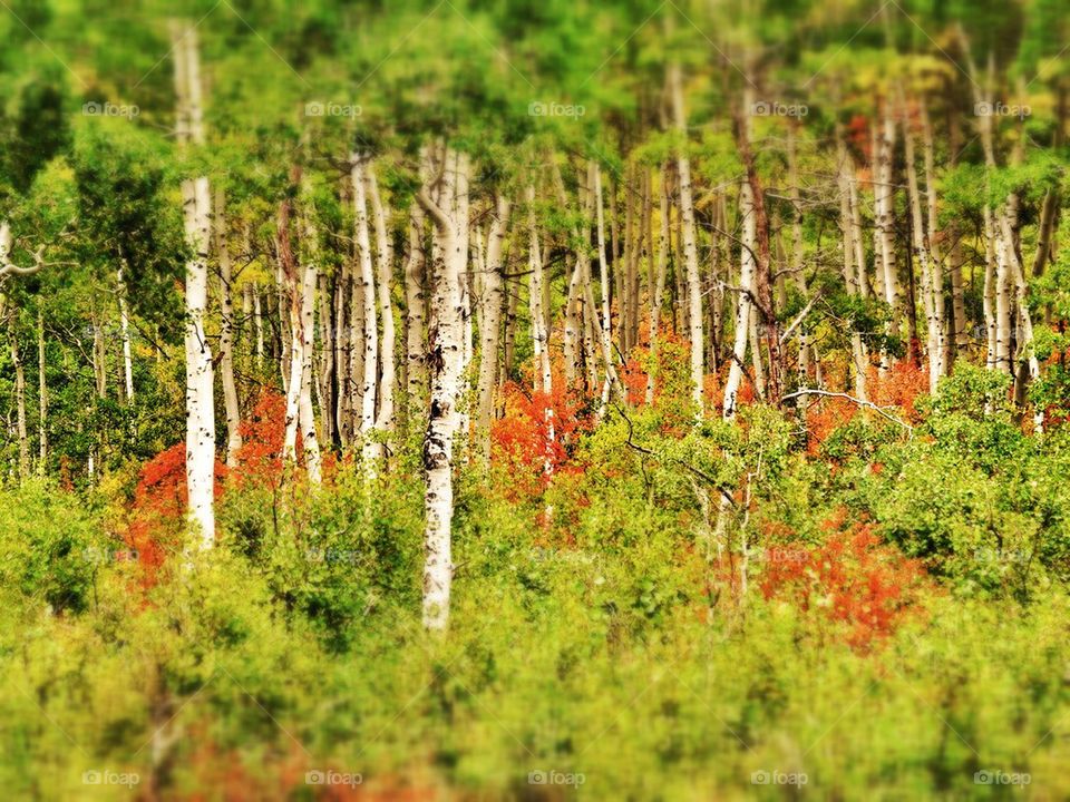 Colorful birch trees. 