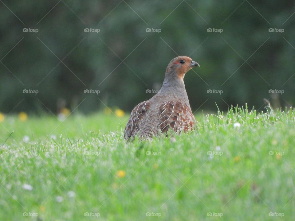 A partridge in a field 