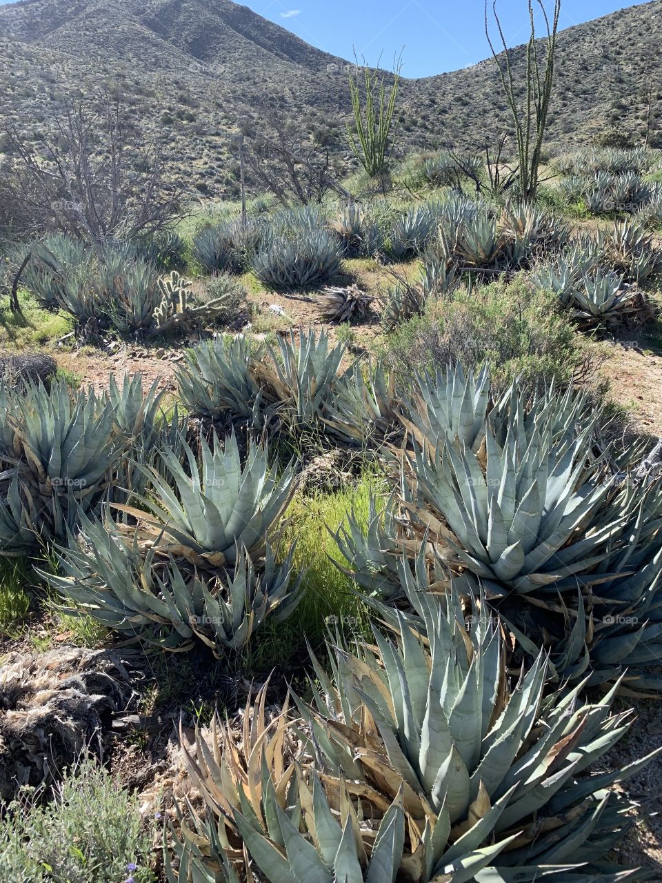 Agave plants – Anza Borrego state park