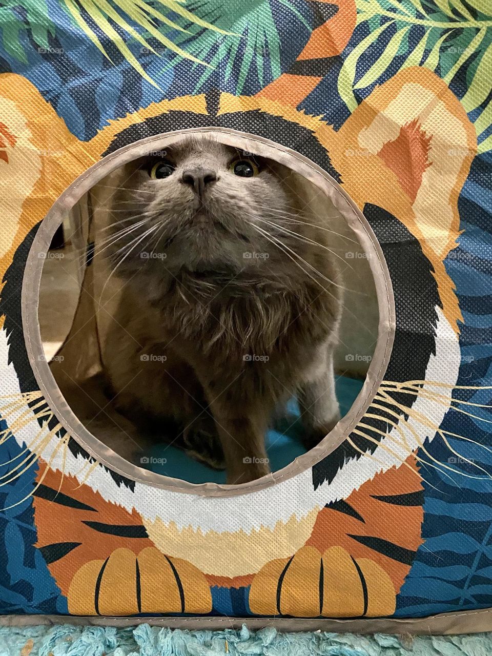 Cute fluffy grey cat peering out of a pop-up cat house 