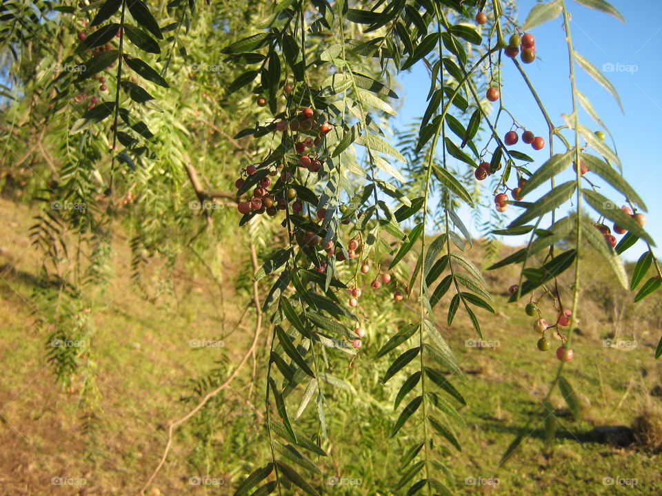 Pepperina tree foliage, Queensland Australia