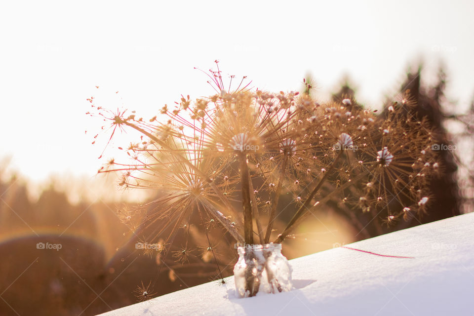 Winter Bouquet