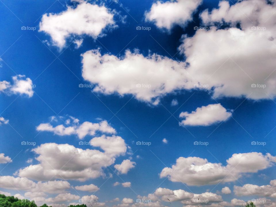 nature flower botany summer spring greens wild clouds sky
