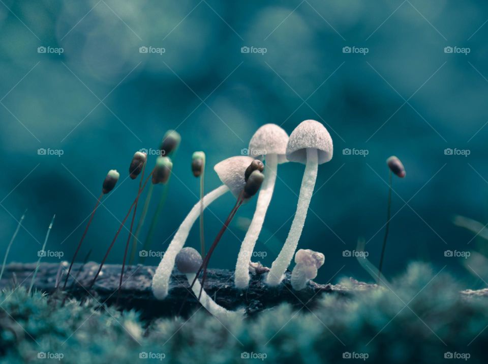 tiny mushroom and mosses