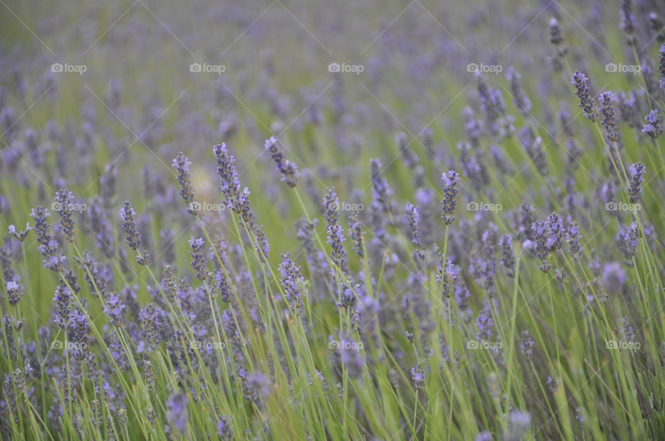 Field of lavender 