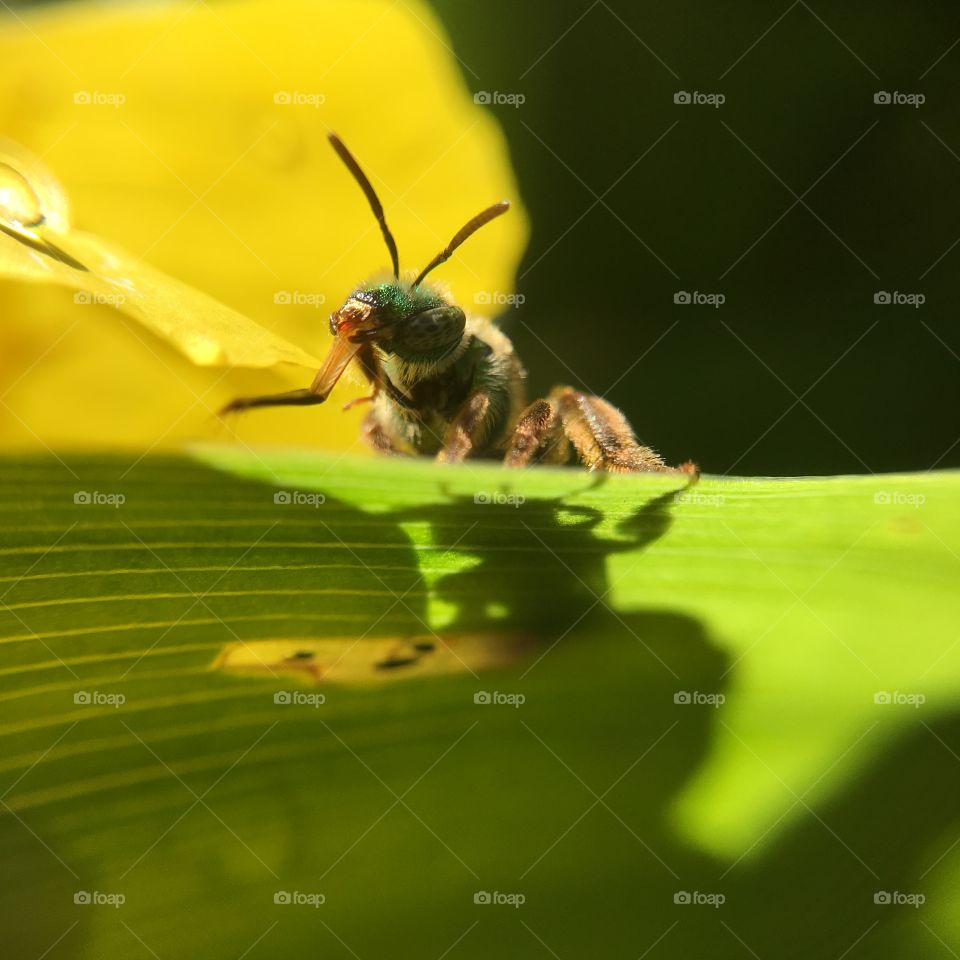 Green-headed bee closeup on leaf with shadow  grooming after a summer rain shower series