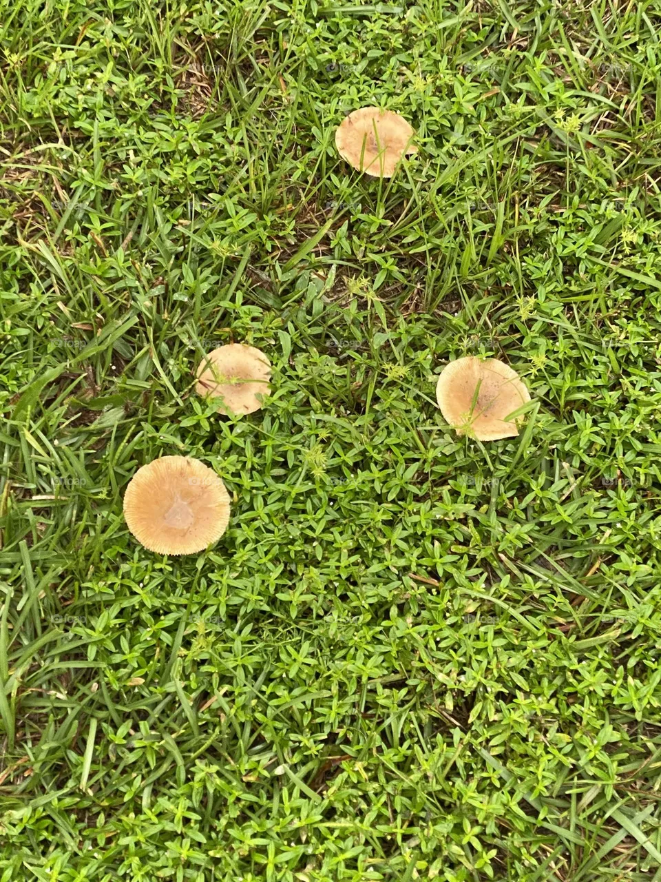 Beautiful brown mushrooms 