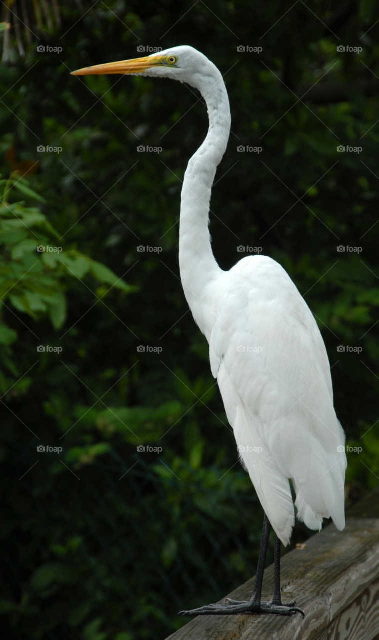 bird heron egret by lightanddrawing