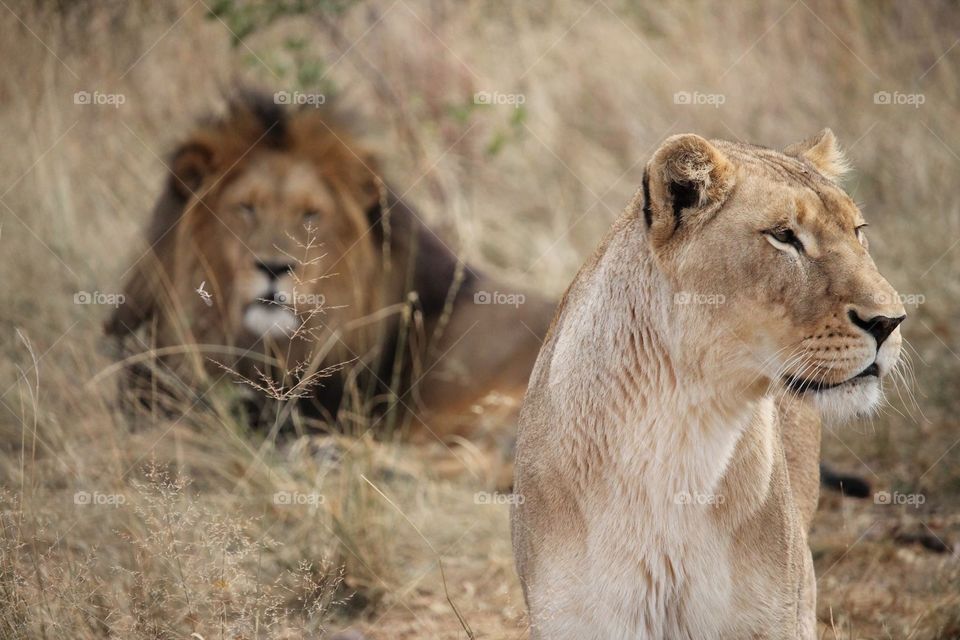 Lions at a safari. Johannesburg 