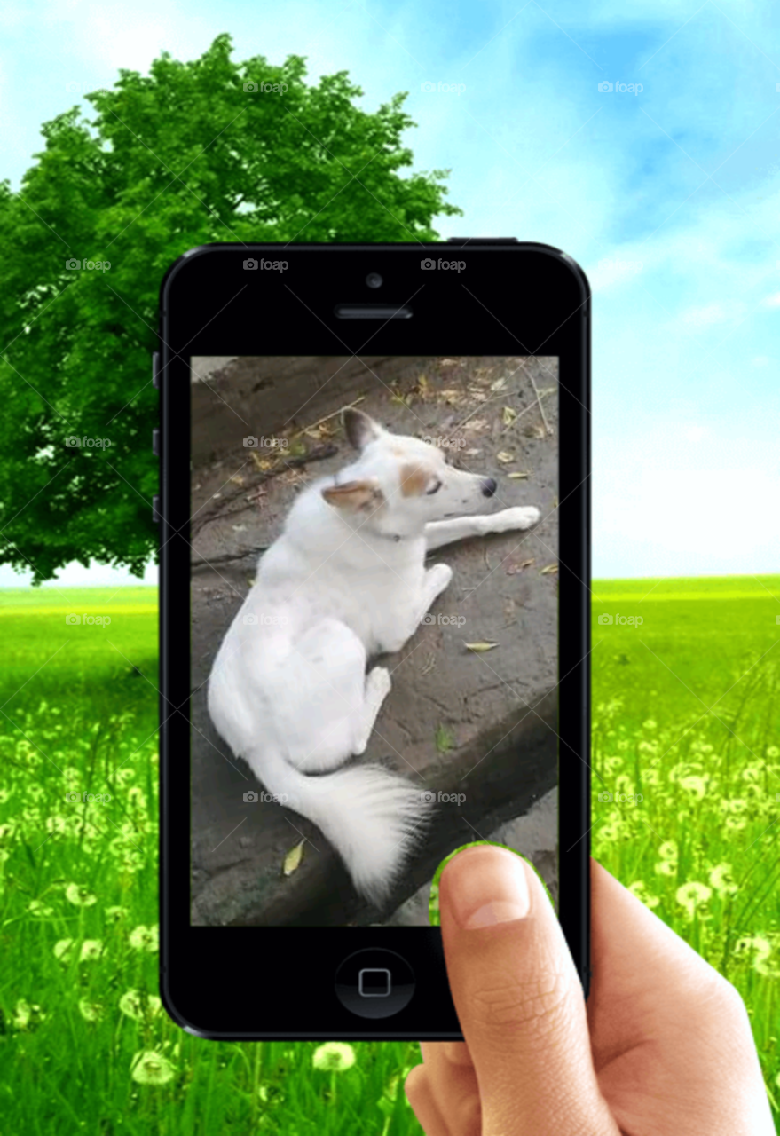 Dog is loyal then human