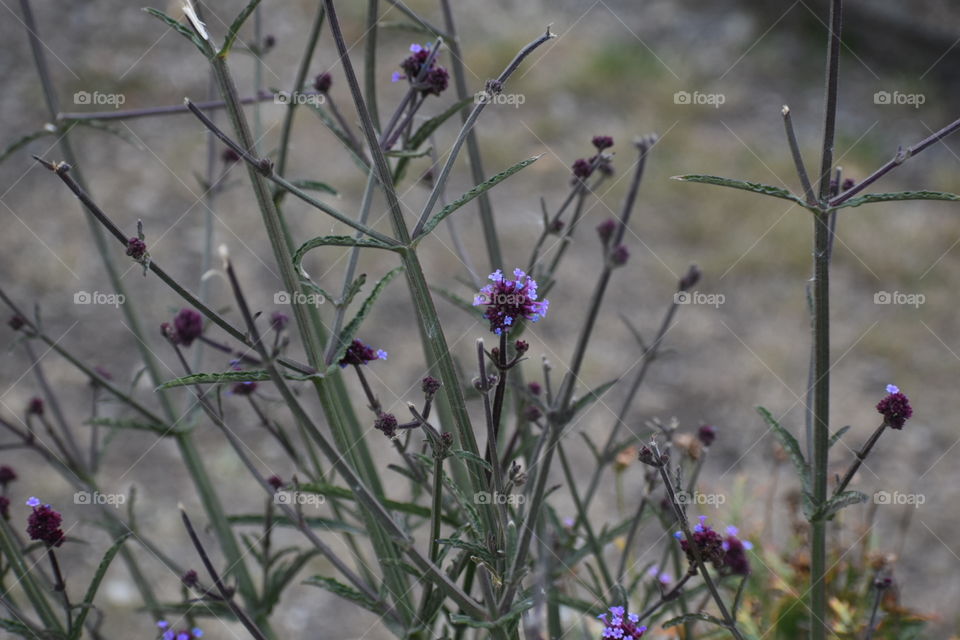 Outdoor plant in fall